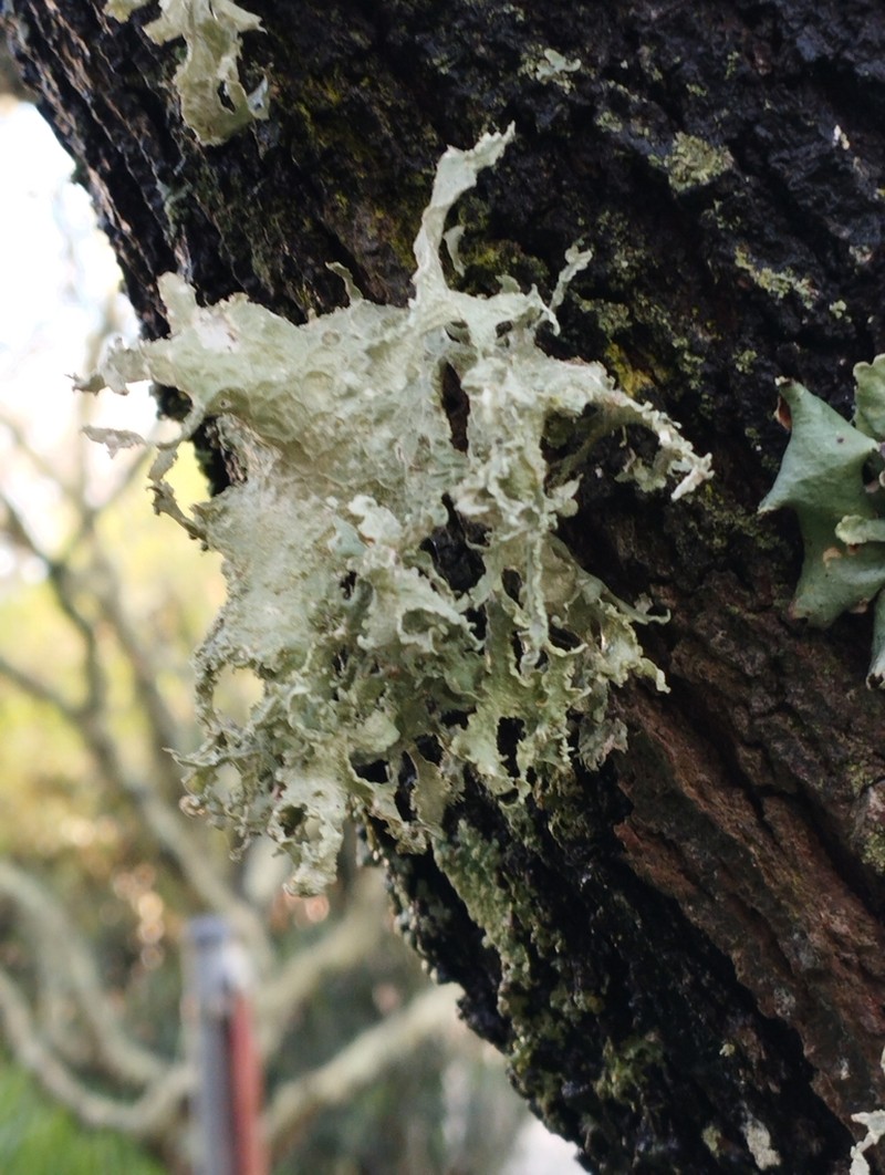 Cartilage Lichen photo 5