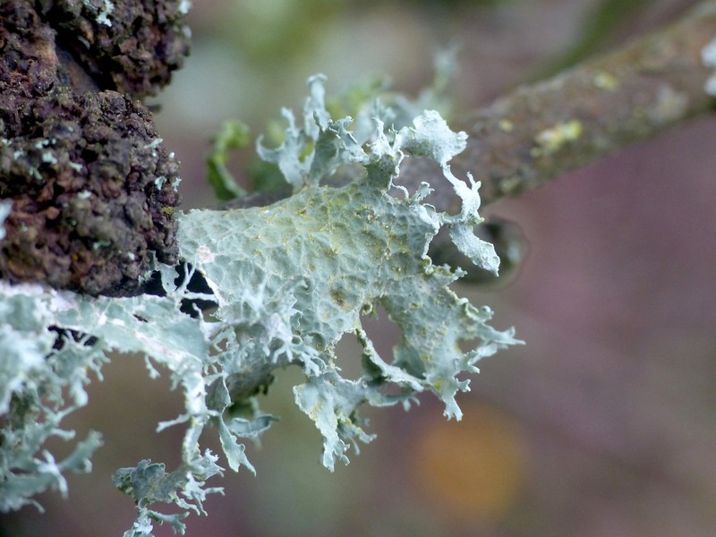 Cartilage Lichen photo 6
