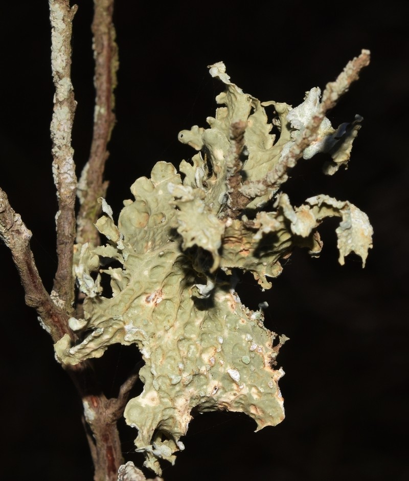 Cartilage Lichen photo 7
