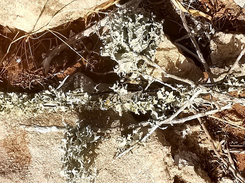Cartilage Lichen photo 8