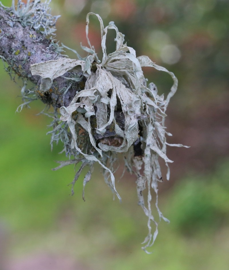 Cartilage Lichen photo 2