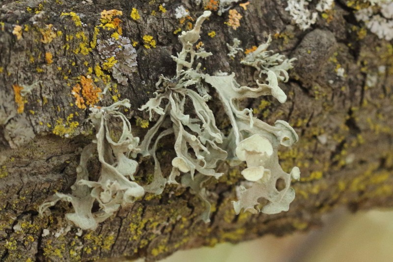 Cartilage Lichen photo 3