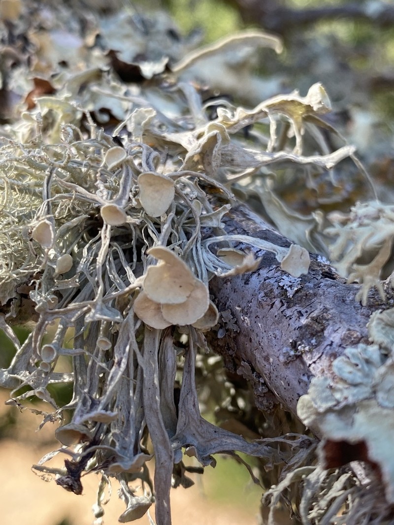 Cartilage Lichen photo 4