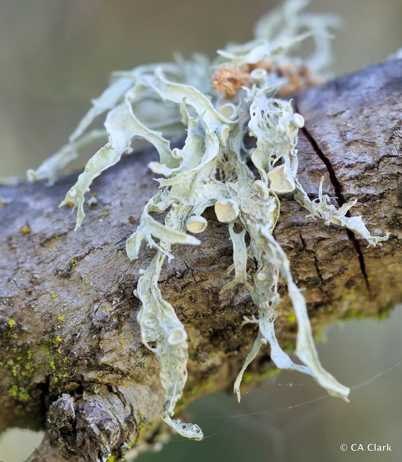 Cartilage Lichen photo 5
