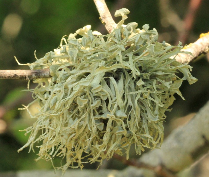 Cartilage Lichen photo 6