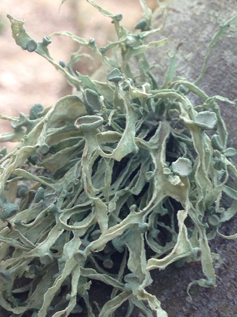 Cartilage Lichen photo 7