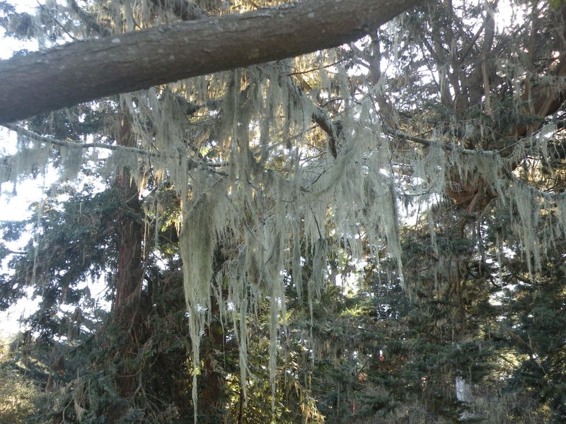 Menzies' Cartilage Lichen photo 5