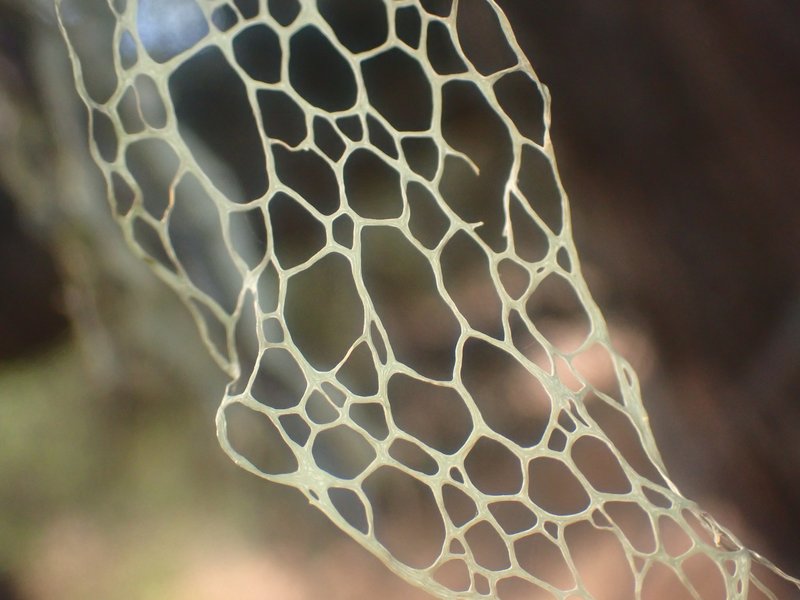 Menzies' Cartilage Lichen photo 6