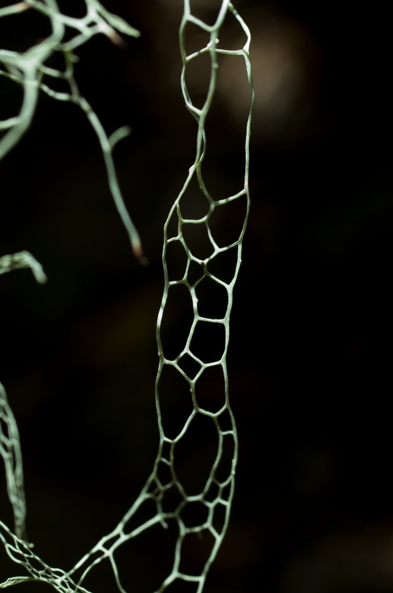 Menzies' Cartilage Lichen