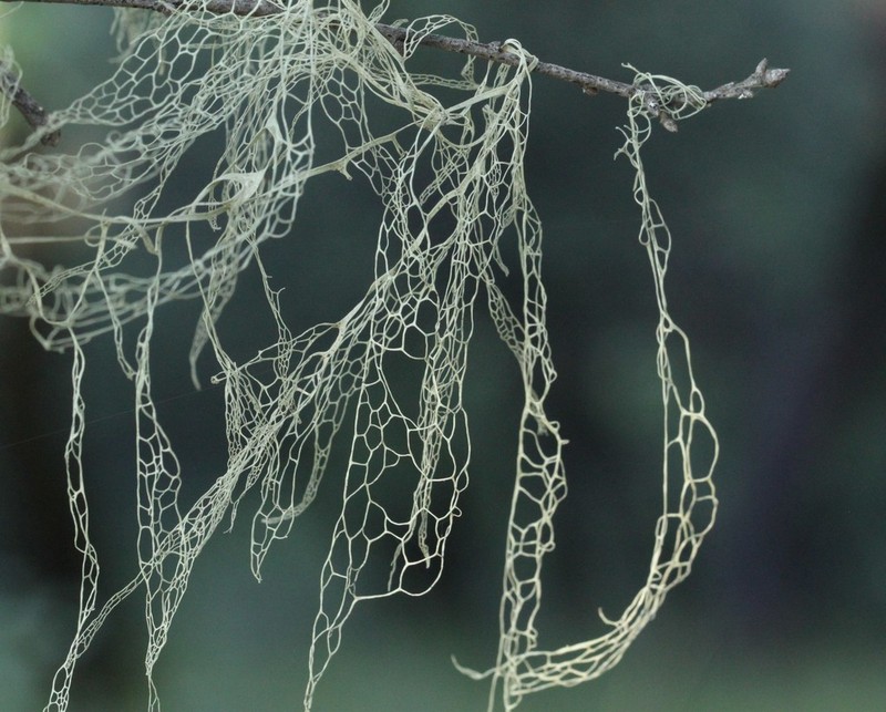 Menzies' Cartilage Lichen photo 4