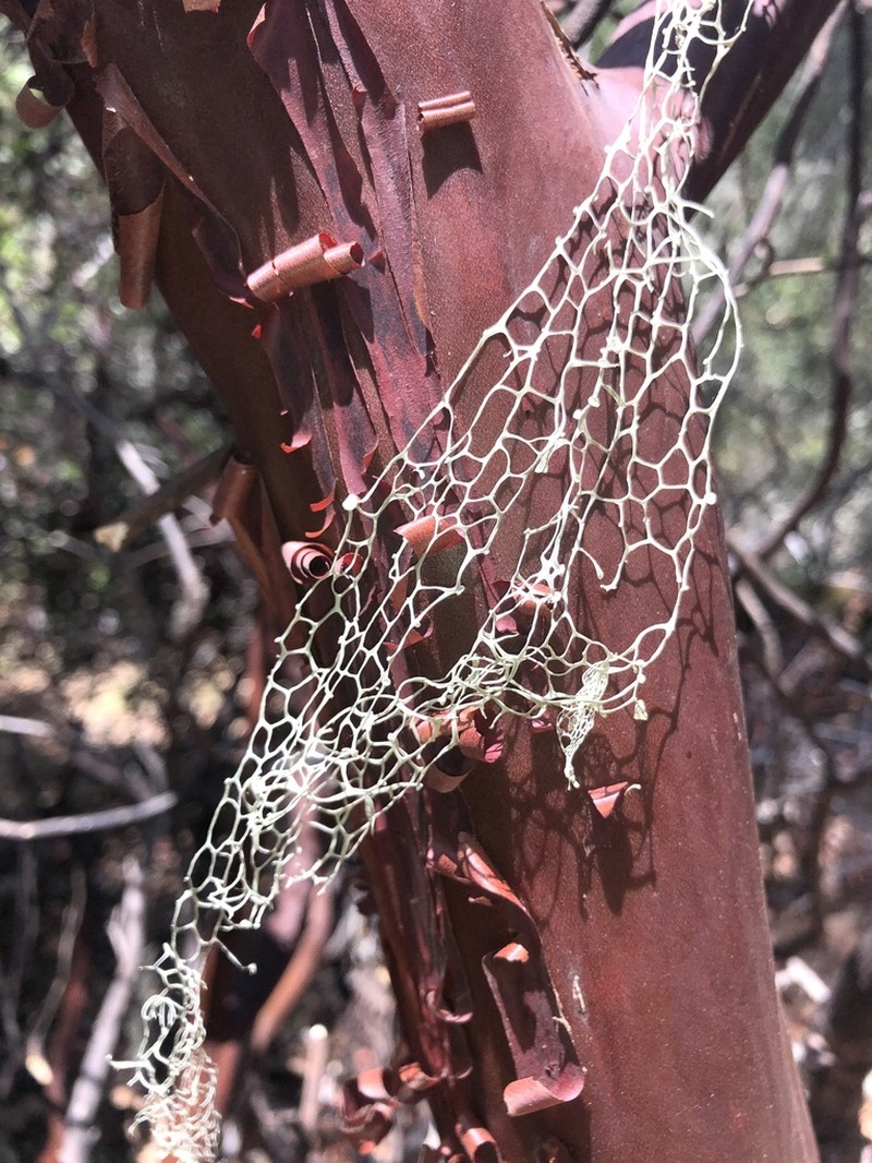 Menzies' Cartilage Lichen photo 5