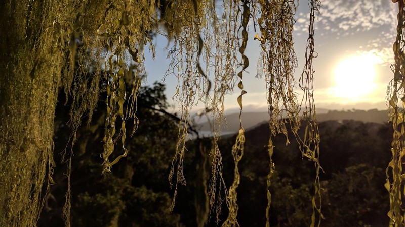 Menzies' Cartilage Lichen photo 6