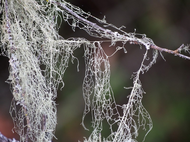 Menzies' Cartilage Lichen photo 7
