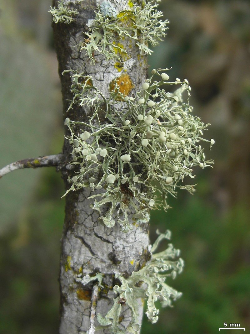 Montagne's Cartilage Lichen
