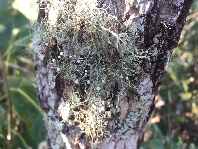 Montagne's Cartilage Lichen
