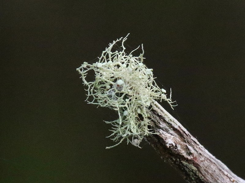 Montagne's Cartilage Lichen photo 2