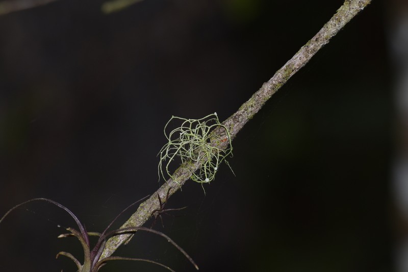 Montagne's Cartilage Lichen photo 3