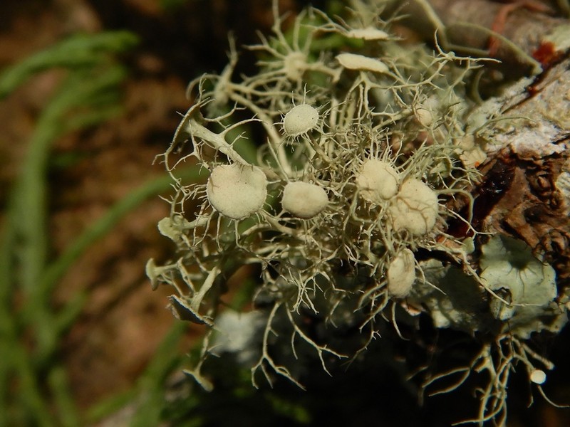 Montagne's Cartilage Lichen photo 4