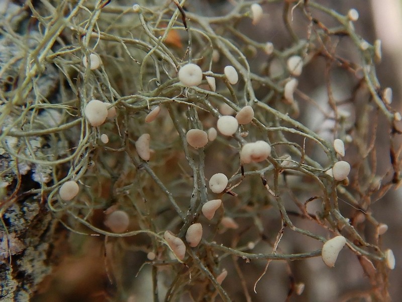 Montagne's Cartilage Lichen photo 5