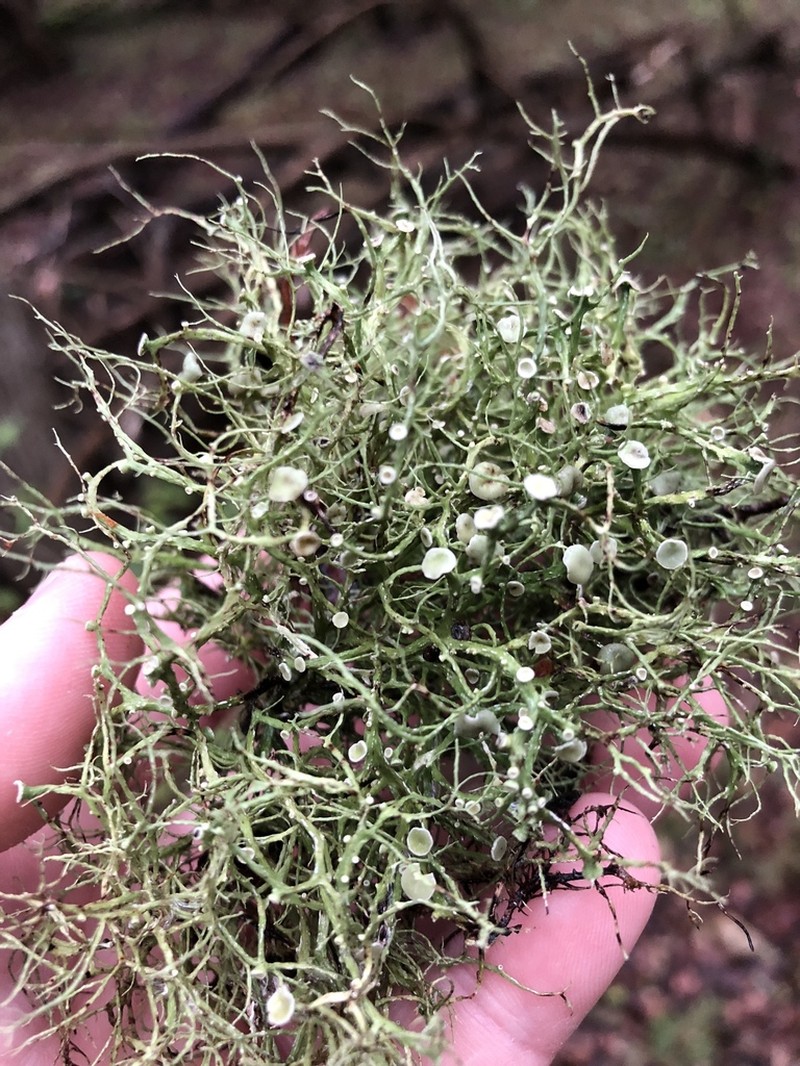 Montagne's Cartilage Lichen photo 6