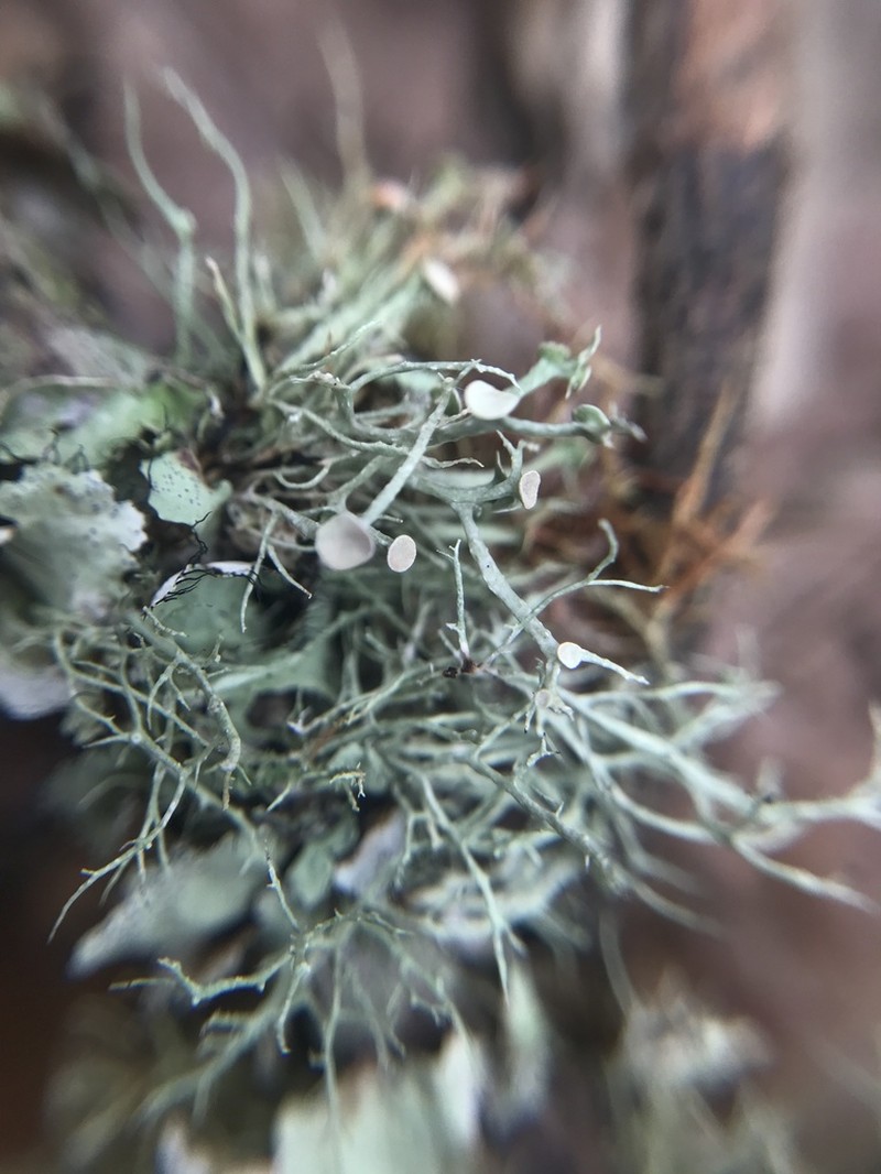 Montagne's Cartilage Lichen photo 7