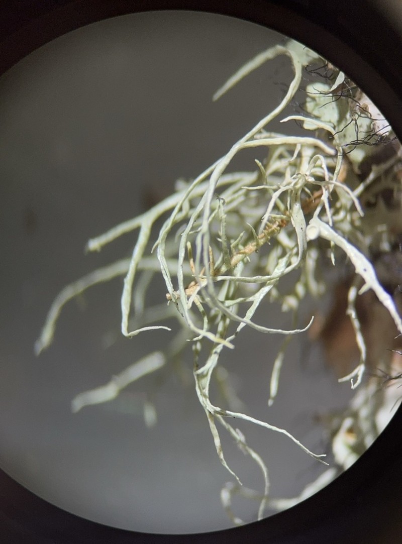 Montagne's Cartilage Lichen photo 8