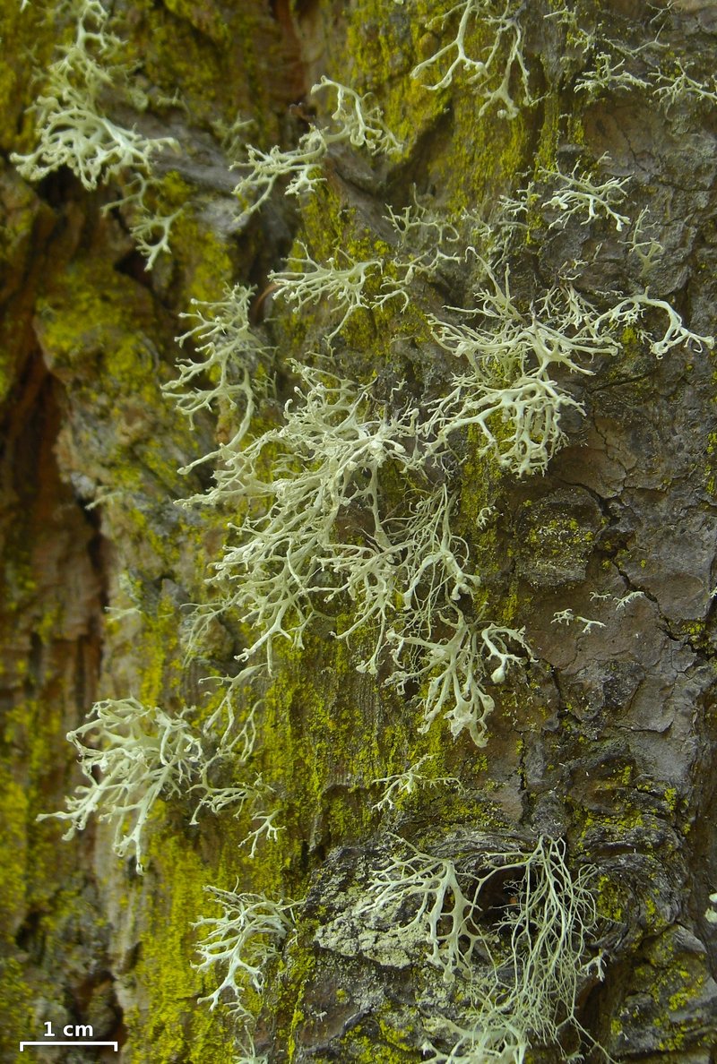 Obtuse Cartilage Lichen