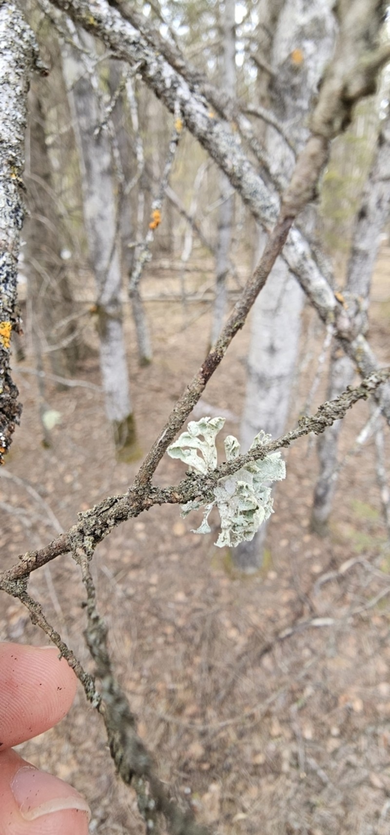 Obtuse Cartilage Lichen
