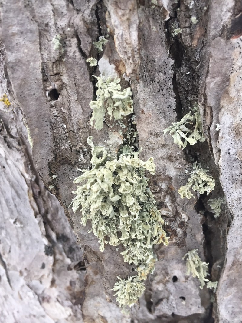 Obtuse Cartilage Lichen photo 2