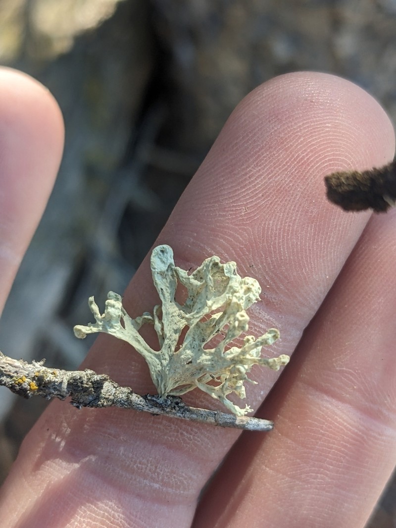 Obtuse Cartilage Lichen photo 3