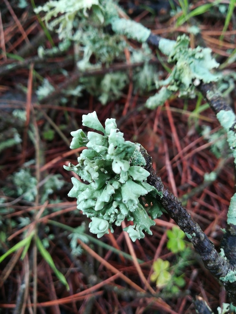 Obtuse Cartilage Lichen photo 4