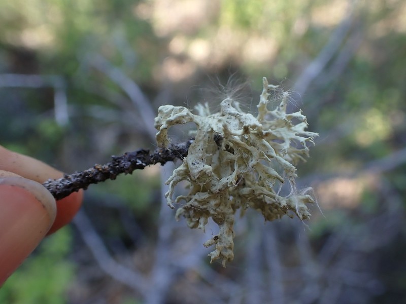 Obtuse Cartilage Lichen photo 5