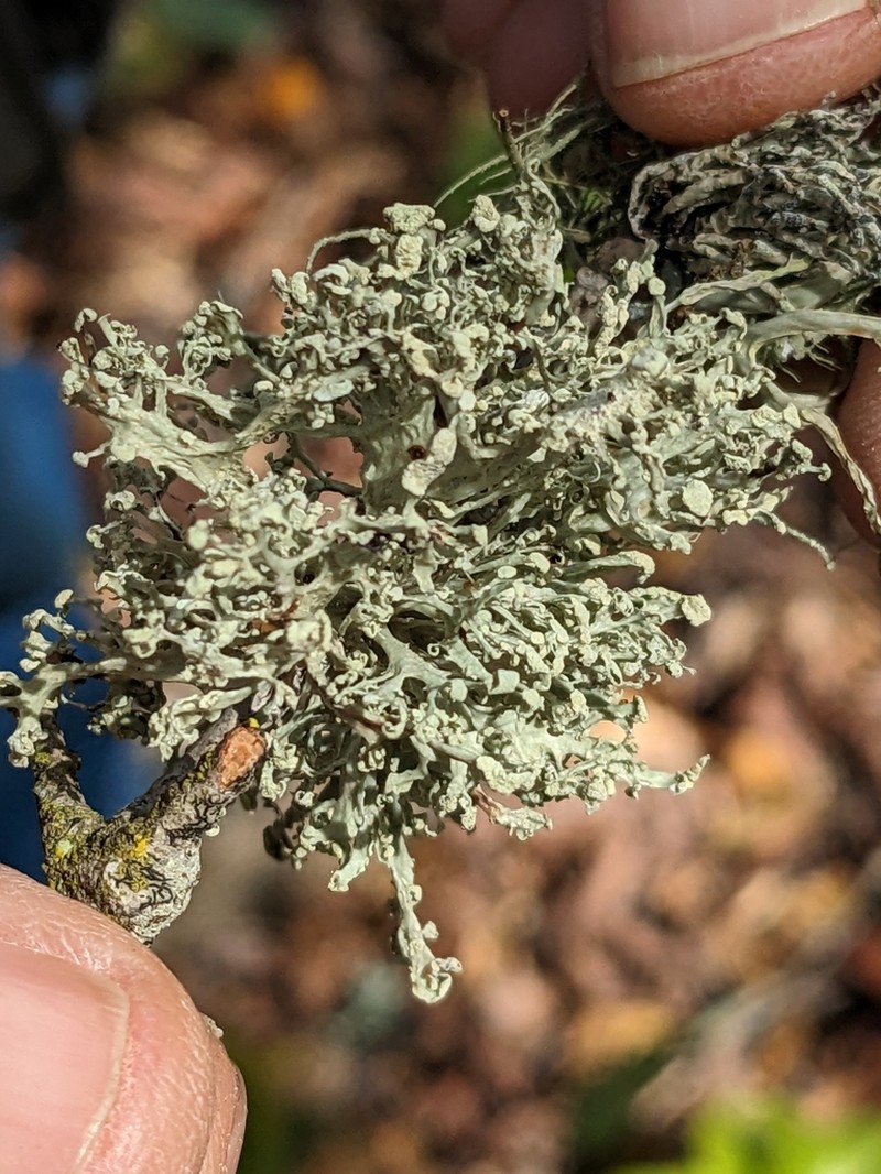 Obtuse Cartilage Lichen photo 6