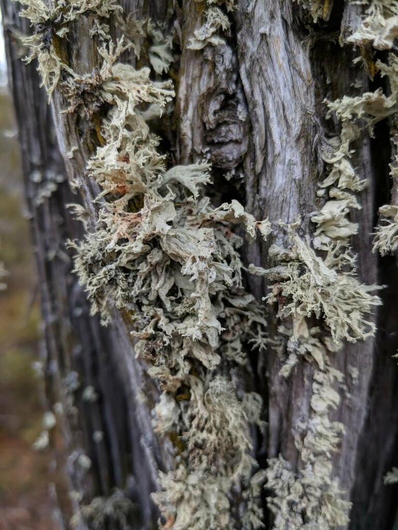 Obtuse Cartilage Lichen photo 7
