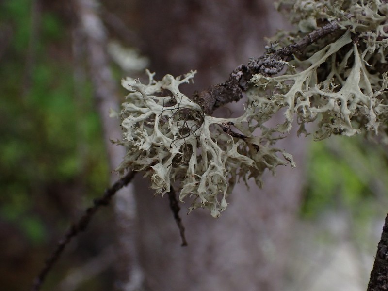 Obtuse Cartilage Lichen photo 8