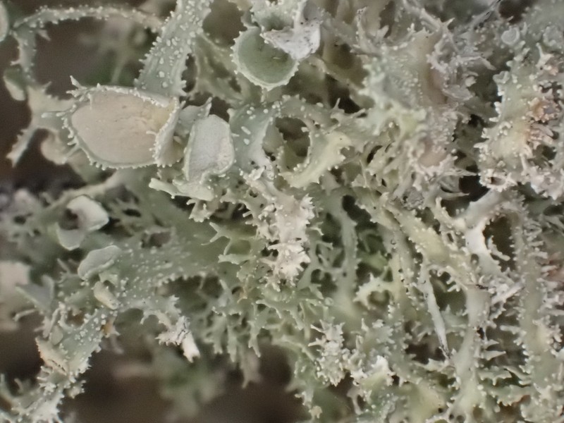 Cartilage Lichen