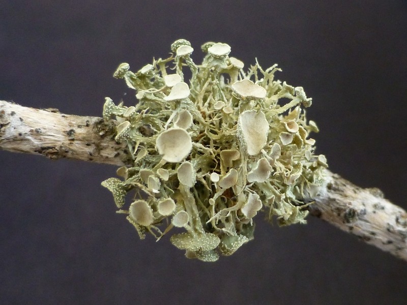 Cartilage Lichen photo 4