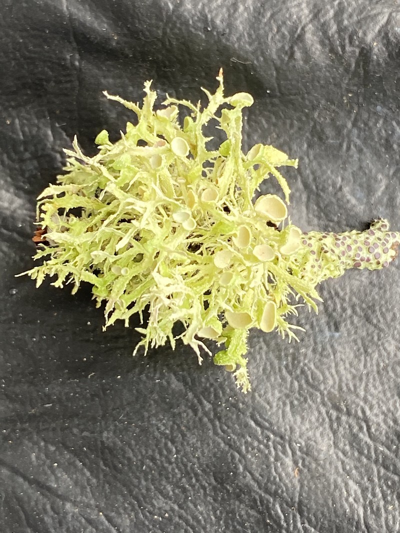 Cartilage Lichen photo 6