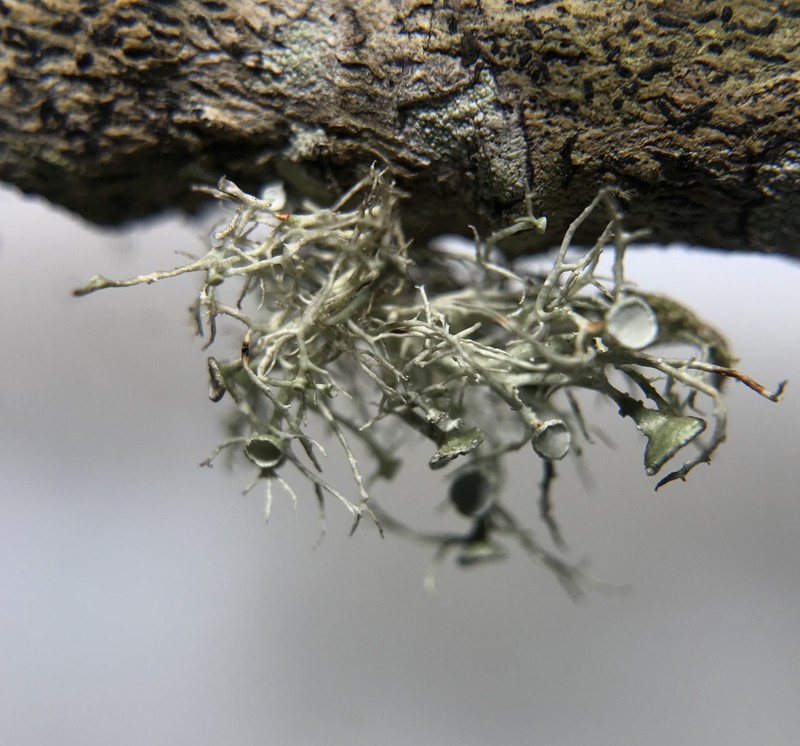 Cartilage Lichen photo 7