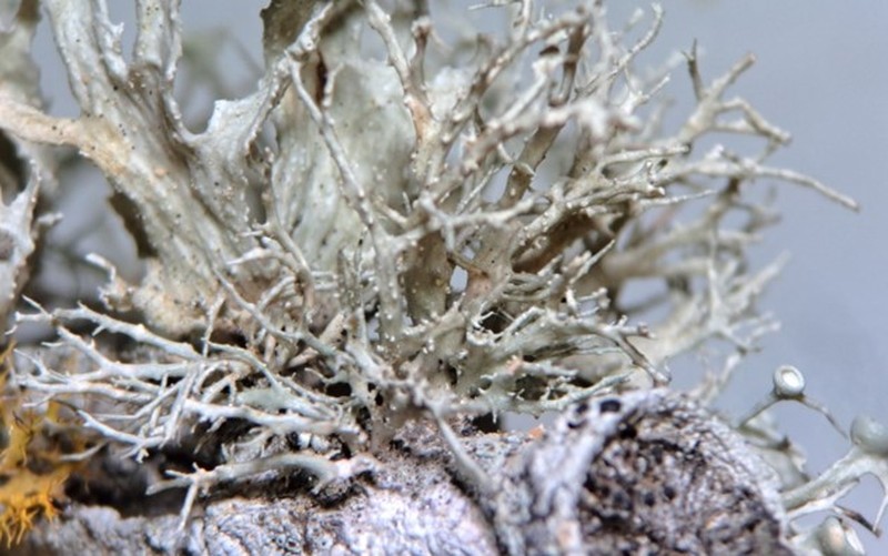 Cartilage Lichen photo 8