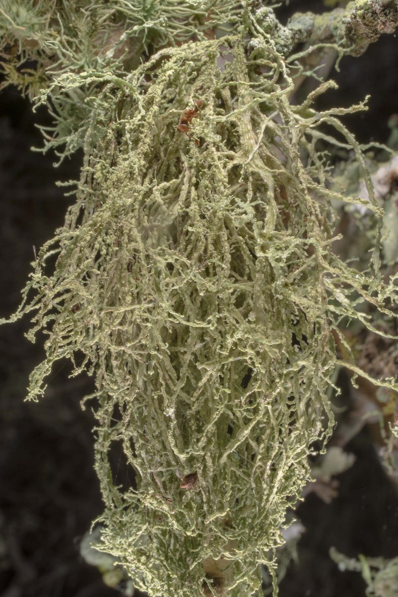 Peruvian Cartilage Lichen