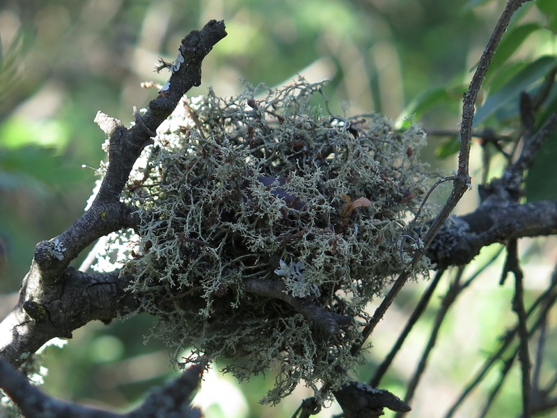 Peruvian Cartilage Lichen photo 2