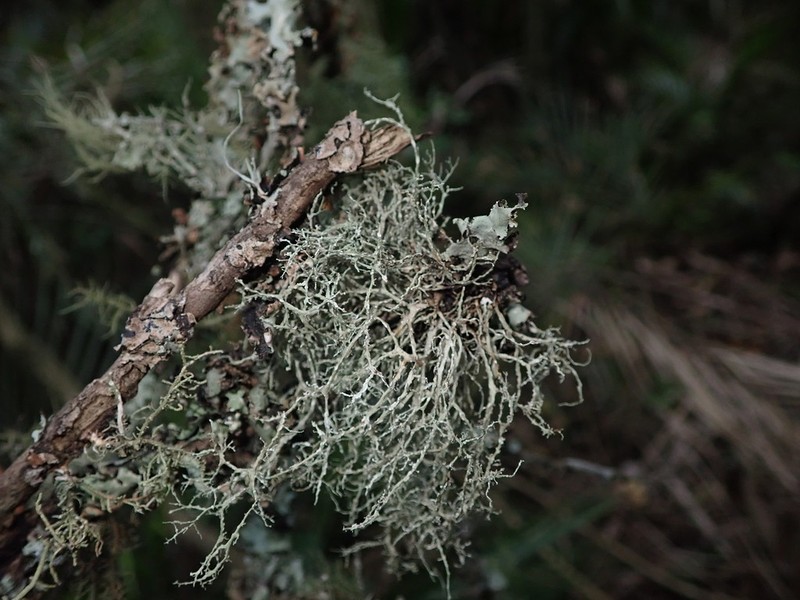 Peruvian Cartilage Lichen photo 3