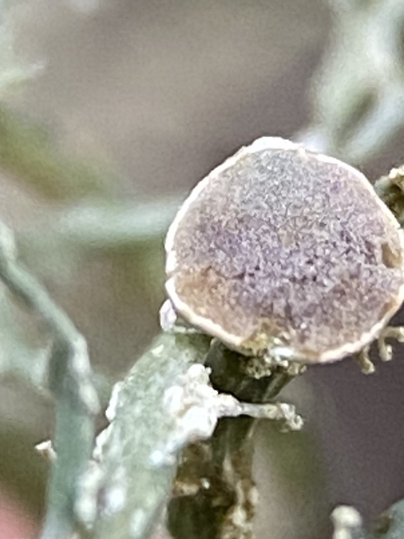 Peruvian Cartilage Lichen photo 4