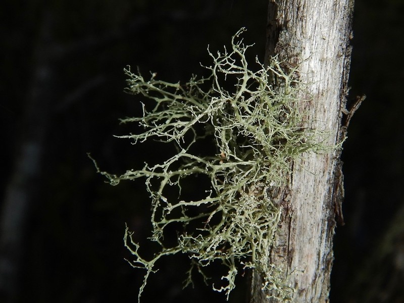 Peruvian Cartilage Lichen photo 5