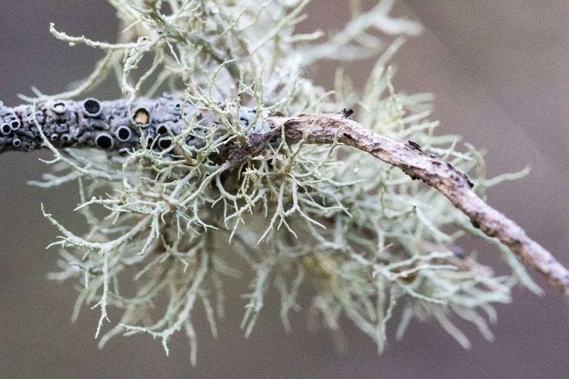 Peruvian Cartilage Lichen photo 6