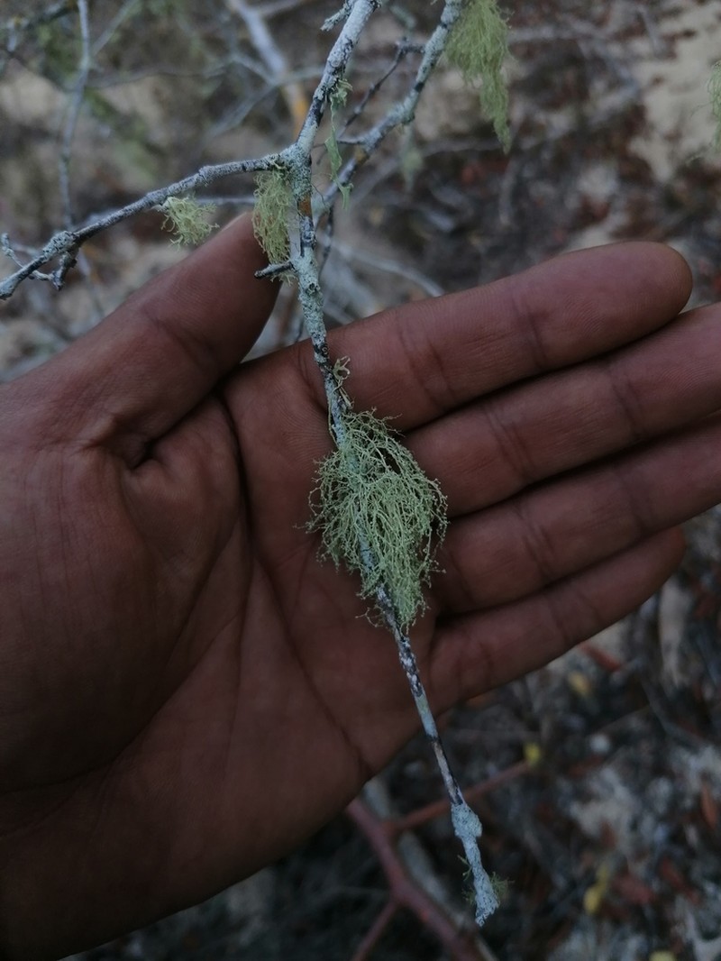 Peruvian Cartilage Lichen photo 7
