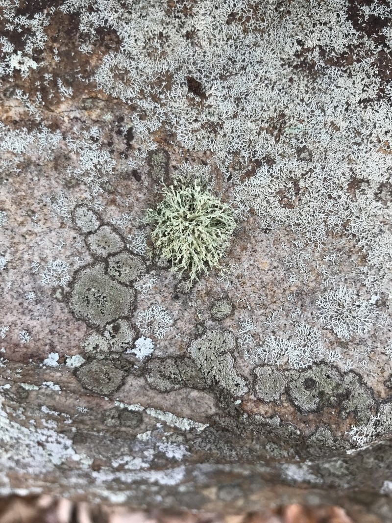 Cartilage Lichen