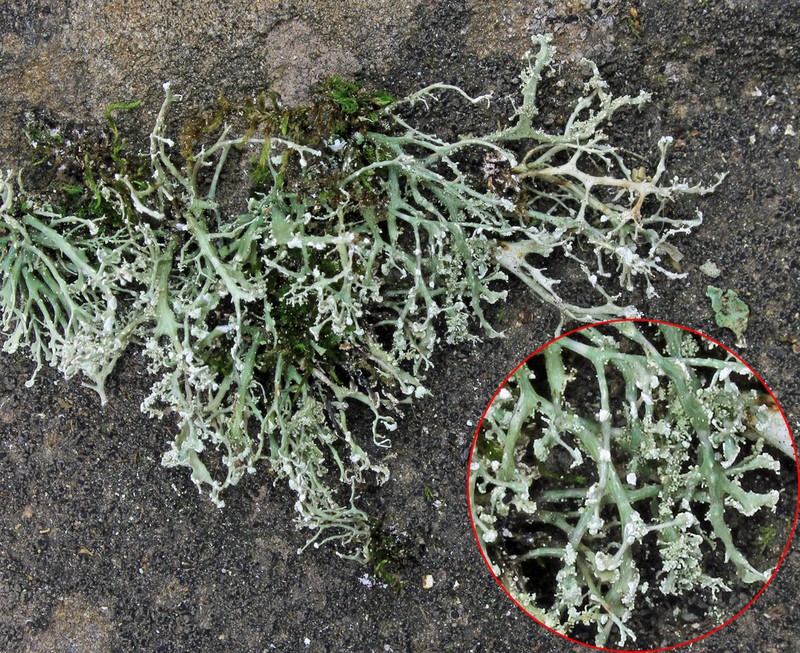 Cartilage Lichen photo 2