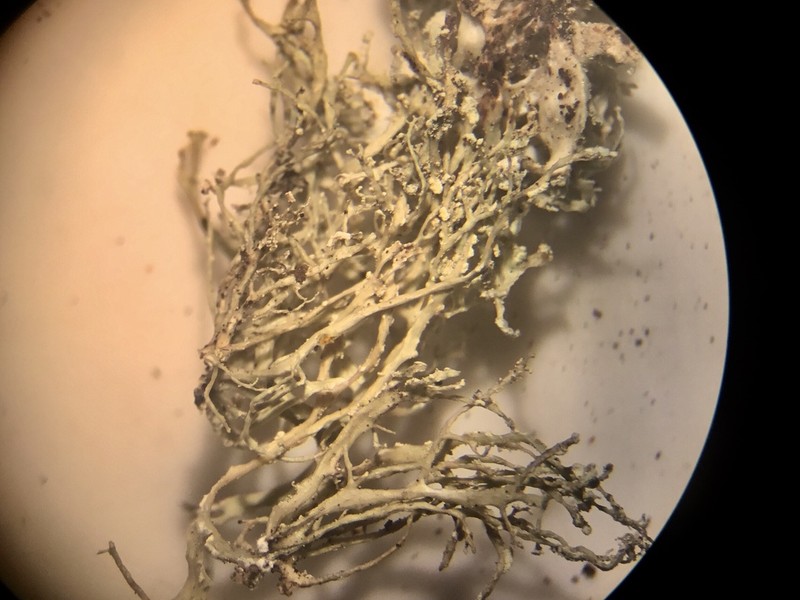 Cartilage Lichen photo 3